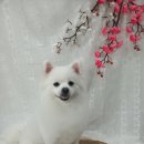 뭉치, 그루밍 이미지