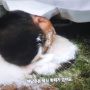 아트 온 스크린-쿠사마 야오이:무한의세계 | [백남준다큐영화] 그의 예술혼, 화면에 '팔만대장경'처럼 펼치다