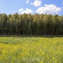 구례의길(섬진강길) 이미지