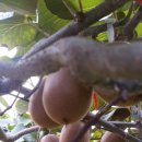 해금농장 이미지