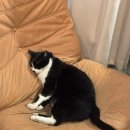 명품고양이카페 | 딸기 생크림 케이크 맛집! 고양이가 있는 건대 디저트 카페 오캄