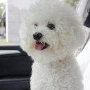 가야유치원 | 양주 ㅣ 온사이드 도그스쿨 : 200평 천연잔디 운동장이 있는 양주애견유치원 김모카의 찐~후기!