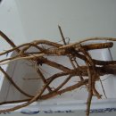 뿌리 농장 이미지