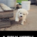 댕댕이 목욕탕 이미지