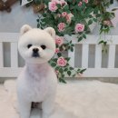 댕댕이 미장원 이미지