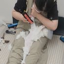 블레스펫 | 대구고양이미용 받다가 꿀잠 자는 고양이 보셨나요? 무마취 교감 미용 전문 냥블레스유 😴🤍