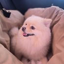 이지드라이브 | 남양주 리버나인카페 /반려견 동반:이지군과 함께 주말방문후기(내돈내산)