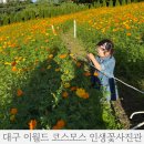 코스모스가든 | 대구 가볼 만한 곳 가을 이월드 인생꽃사진관 코스모스 축제 펌킨페스타