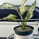 대양슈퍼,과일 이미지