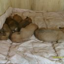 강아지 별장 이미지