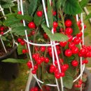 산호수농장 이미지