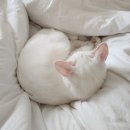 진성동물병원 이미지