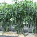 고추수확이 3배 재배사례 (한국농수산 TV) 이미지