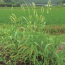 강아지풀 이미지