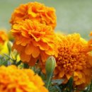 메디플러스 이미지