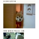한지붕개가족 이미지