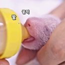 쌍둥이 아기 판다 이미지