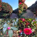 남원읍-50 | 제주도 여행 휴애리 후기 50대 여고생 친구 6명 동백꽃길에서 웃다