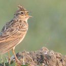 노고지리 이미지