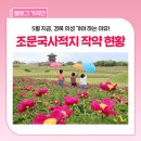 제일기업의성지점주 | 2026 의성 조문국사적지 작약 개화현황 :: 이번 주말 절정 예상! 꼭 방문해 보세요~