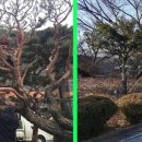 (주)예술조경디자인