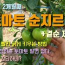 토마토순지르기 토마토순치기하는이유 토마토 굵게 빨리 키우는 방법 토마토곁순제거 토마토재배방법 숨비재제주농부 Jeju Farmer 구독 이미지