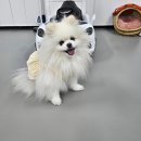 온리 펫살롱 이미지