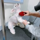 개두방정 | 영월애견미용 개두방정 오픈 전 미용!