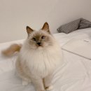 마마캐터리 이미지