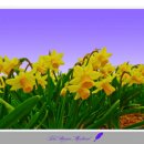 2025년 섬 수선화축제 이미지