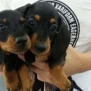 닥스훈트 Daum카페