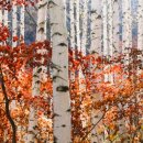 자작나무 숲 이미지