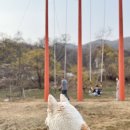 내가 품은 Dog 이미지