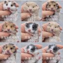 봄꽃햄스터 이미지