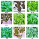 초원농장 | 부드러운 샐러드 채소 _ 초원새싹농장 무농약 수경재배 친환경 채소