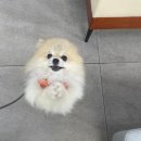 이승진동물병원 건강검진 후기