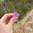 (주)에스앤제이서비스 유창점 | 시드니 블루마운틴 투어 하이킹의 정수! Hikeandseek 소규모 투어 후기