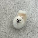 글로리퍼피 이미지