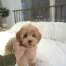 루루퍼피 이미지