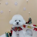 견생의하루 펫살롱 일산본점 이미지