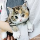 애니멀즈 강아지분양 고양이분양 천안점 이미지