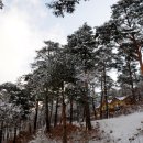 금강송 생태경영림 이미지