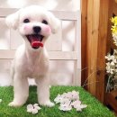 비비펫살롱 | 인천 계산동 가위컷 스포팅 전문(비숑전문) 애견미용 &#34;비비펫살롱&#34; 내돈내산 후기