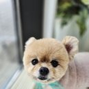 보들하이 이미지