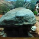 대전선사박물관 이미지