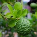 BERGAMOT(베르가못)
