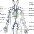 혈액암 악성림프종 림프혈액암 증상은 이미지