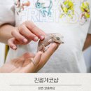 파충류샵친절게코샵 | 초딩 아들과 창원 파충류샵 친절게코샵 첫 방문후기