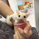 햄스터 분양 햄스터월드 이미지