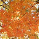 팔당1리 마을회관 | 예봉산 늦가을 단풍산행 후기